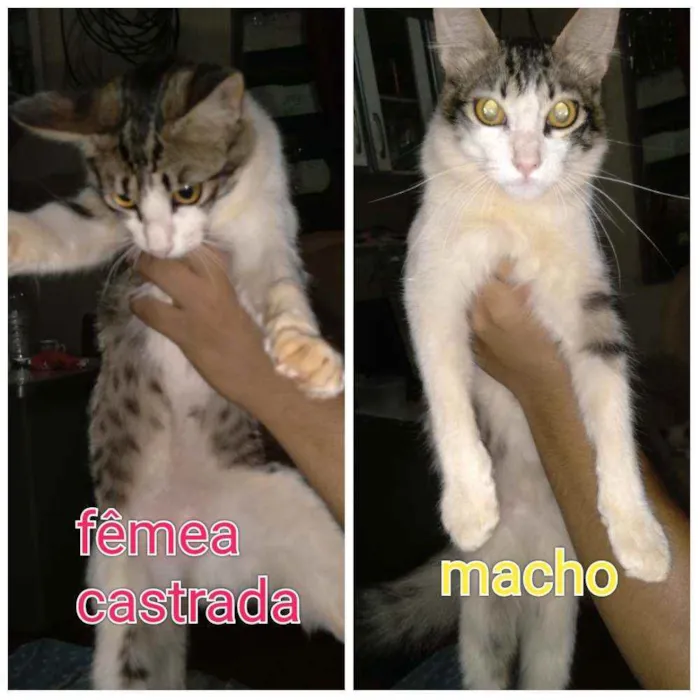 Gato ra a  idade Abaixo de 2 meses nome Sem nome