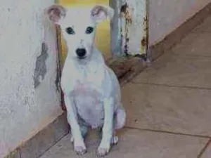 Cachorro raça Viralata idade 7 a 11 meses nome Dipper