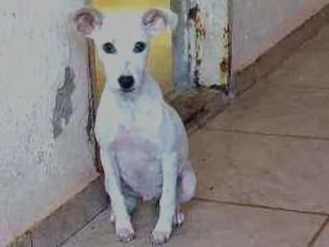 Cachorro ra a Viralata idade 7 a 11 meses nome Dipper