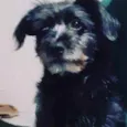 Felpinha