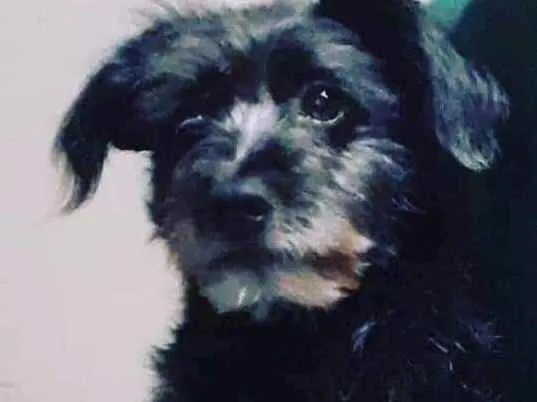 Cachorro ra a Poodle  idade 7 a 11 meses nome Felpinha