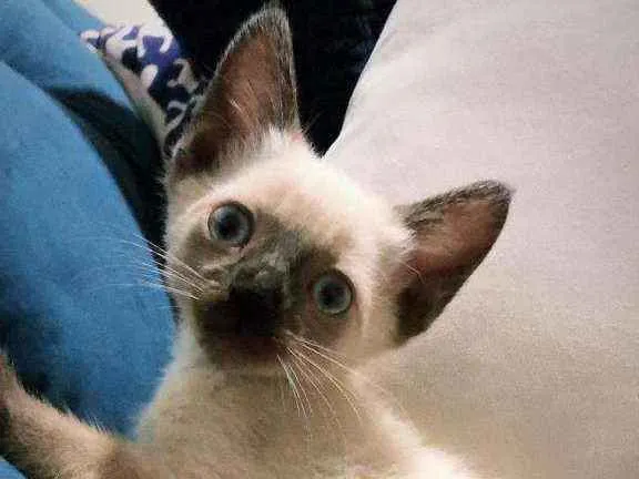 Gato ra a Srd idade Abaixo de 2 meses nome Gatinho