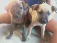 Bella e pitty