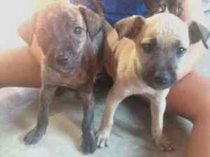 Cachorro raça Pé duro idade 2 a 6 meses nome Bella e pitty