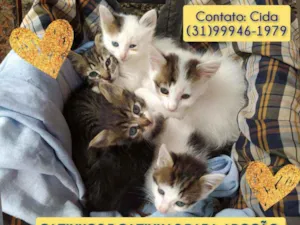 Gato raça SRD idade Abaixo de 2 meses nome Filhotinhas 