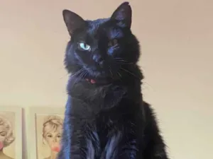 Gato raça SRD idade 7 a 11 meses nome PANTERA