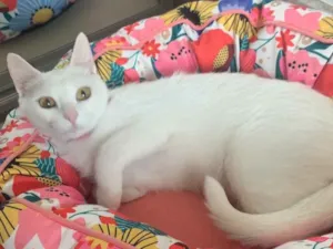 Gato raça SRD idade 2 a 6 meses nome KIKI