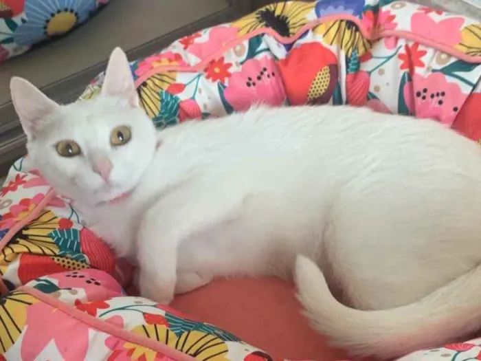Gato ra a SRD idade 2 a 6 meses nome KIKI