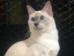 Gato raça Tonquines idade 1 ano nome Lili 