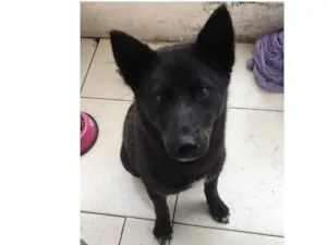Cachorro raça chow chow com pastor  idade 7 a 11 meses nome Kyra 