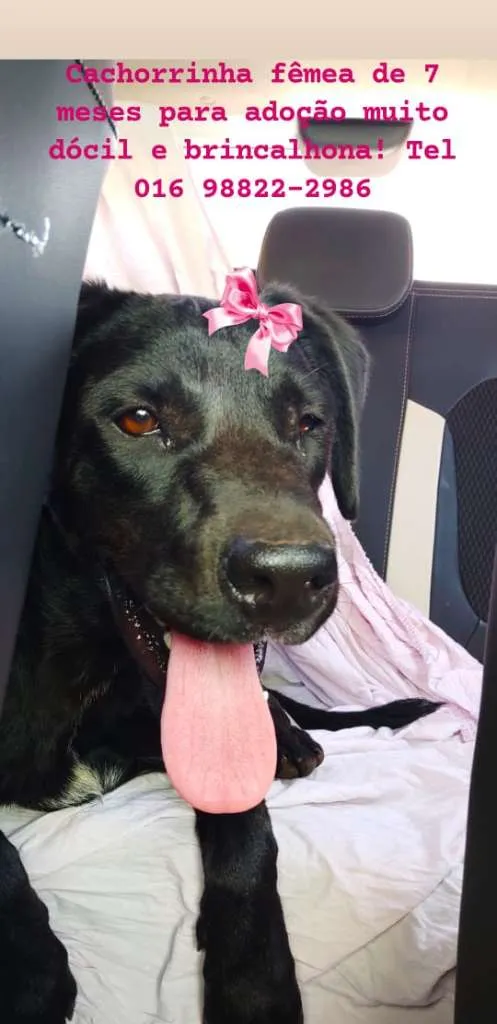 Cachorro raça SRD-ViraLata idade 7 a 11 meses nome Sem Nome