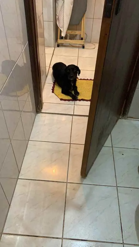 Cachorro ra a  idade 2 anos nome Pretinho