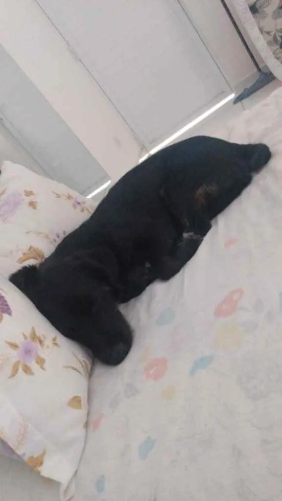 Cachorro ra a  idade 2 anos nome Pretinho