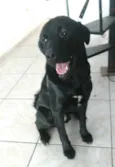 Luke  ( mix Labrador