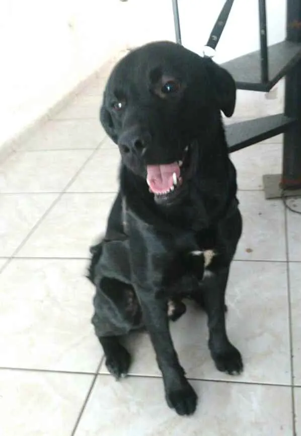 Cachorro ra a  idade 1 ano nome Luke  ( mix Labrador
