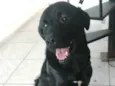 Luke  ( mix Labrador