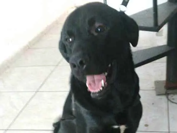 Cachorro ra a  idade 1 ano nome Luke  ( mix Labrador