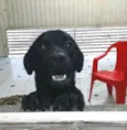 Luke  ( mix Labrador
