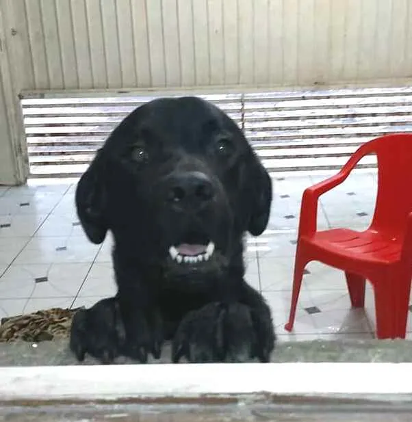 Cachorro ra a  idade 1 ano nome Luke  ( mix Labrador