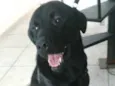 Luke  ( mix Labrador