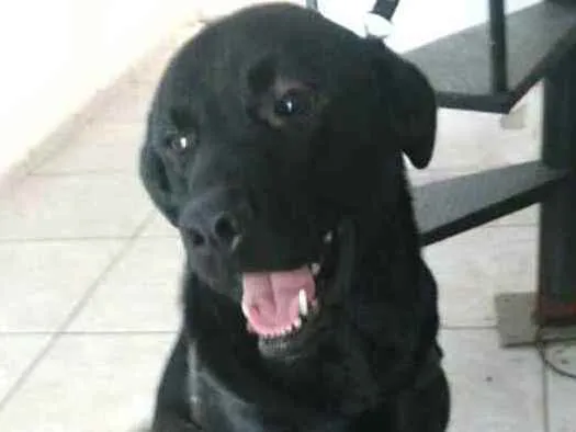 Cachorro ra a  idade 1 ano nome Luke  ( mix Labrador
