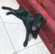Luke  ( mix Labrador