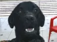 Luke  ( mix Labrador