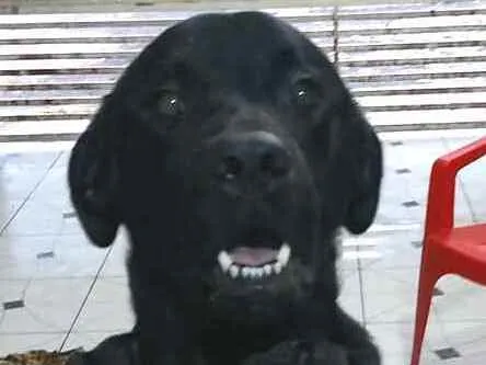 Cachorro ra a  idade 1 ano nome Luke  ( mix Labrador