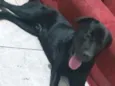 Luke  ( mix Labrador