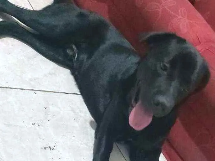 Cachorro ra a  idade 1 ano nome Luke  ( mix Labrador