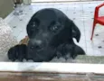 Luke  ( mix Labrador