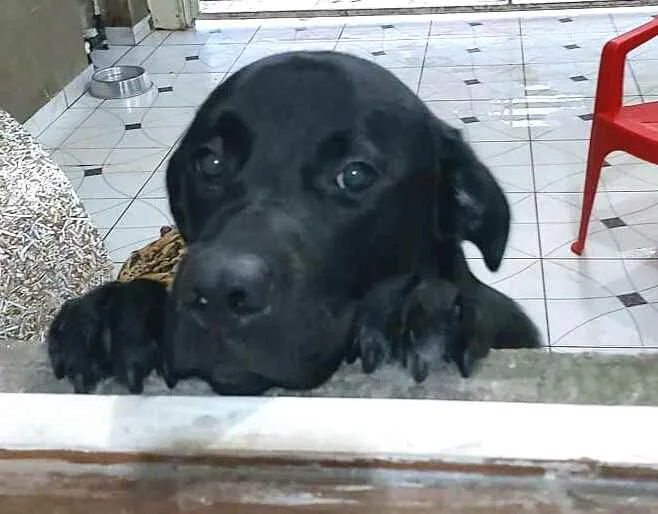 Cachorro ra a  idade 1 ano nome Luke  ( mix Labrador