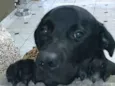 Luke  ( mix Labrador