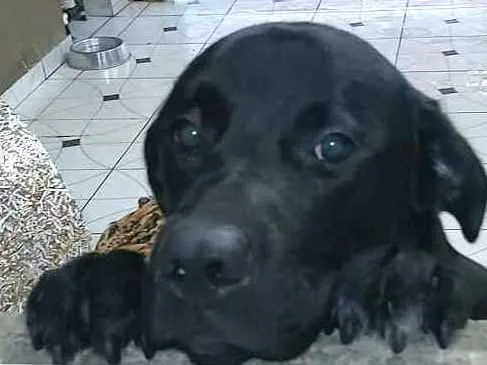 Cachorro ra a  idade 1 ano nome Luke  ( mix Labrador