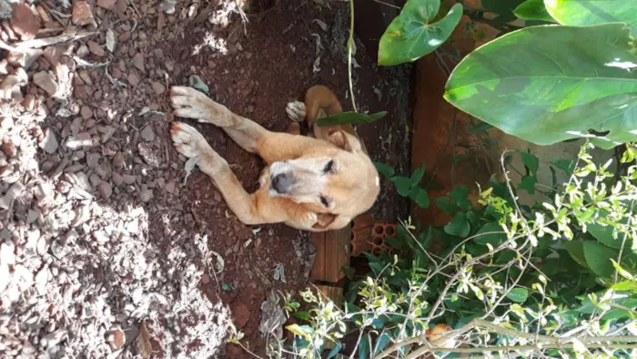 Cachorro ra a Pastor indefinido idade 6 ou mais anos nome Tobe GRATIFICA