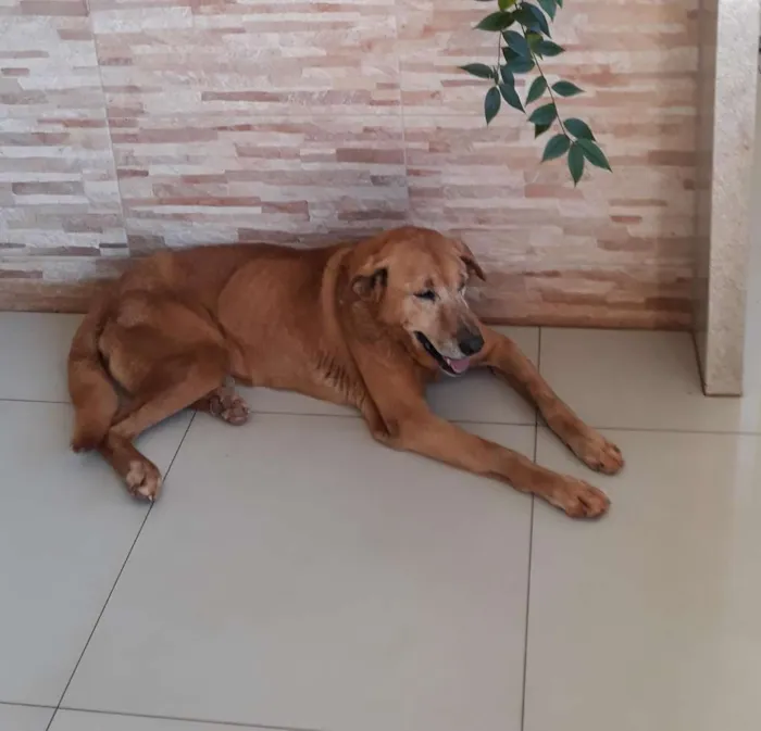 Cachorro ra a Pastor indefinido idade 6 ou mais anos nome Tobe GRATIFICA