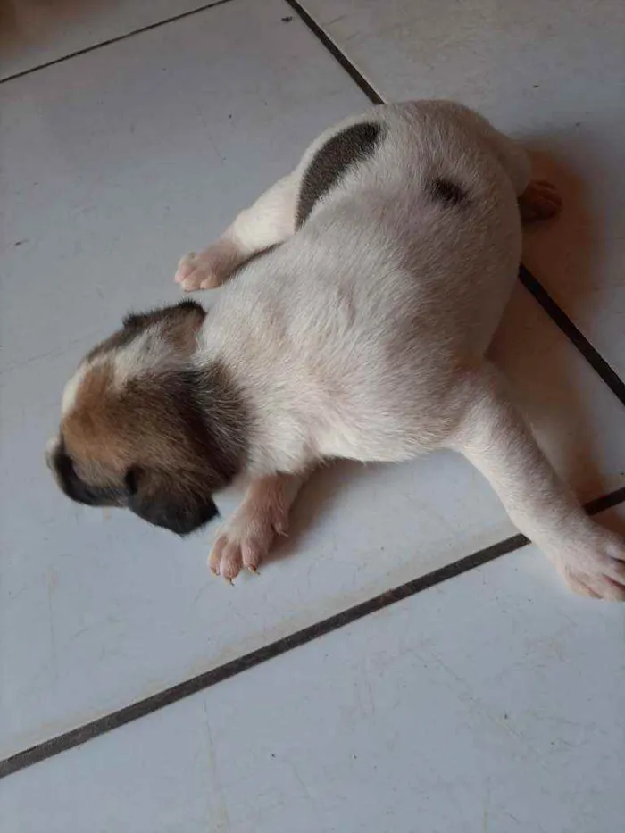 Cachorro ra a Vira lata idade Abaixo de 2 meses nome Sem nome