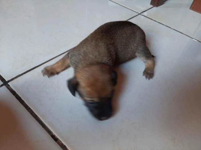 Cachorro ra a Vira lata idade Abaixo de 2 meses nome Sem nome