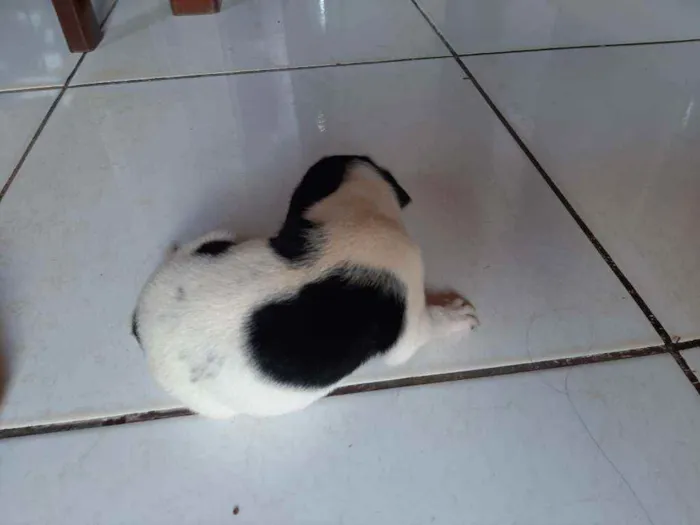 Cachorro ra a Vira lata idade Abaixo de 2 meses nome Sem nome