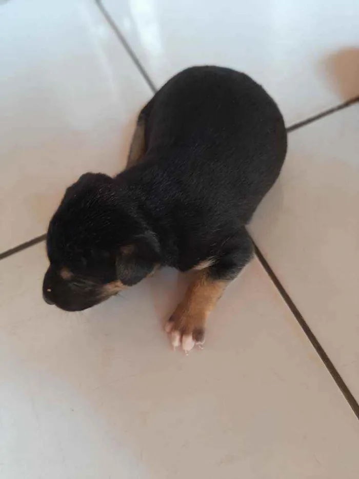 Cachorro ra a Vira lata idade Abaixo de 2 meses nome Sem nome