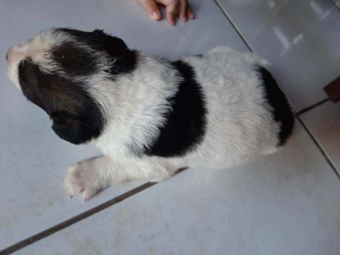 Cachorro ra a Vira lata idade Abaixo de 2 meses nome Sem nome