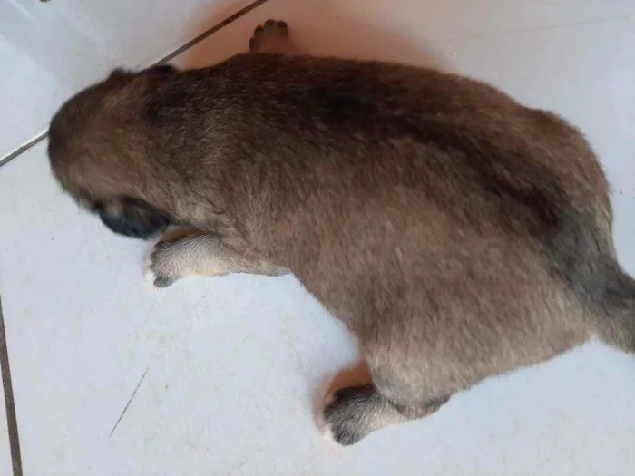 Cachorro ra a Vira lata idade Abaixo de 2 meses nome Sem nome