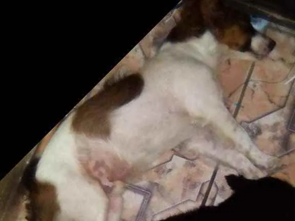 Cachorro ra a Sem definição porte pequeno idade 2 anos nome Zoi