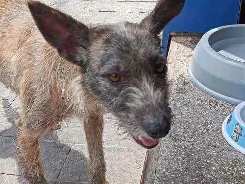 Cachorro ra a Nao sei idade 7 a 11 meses nome Pequenina