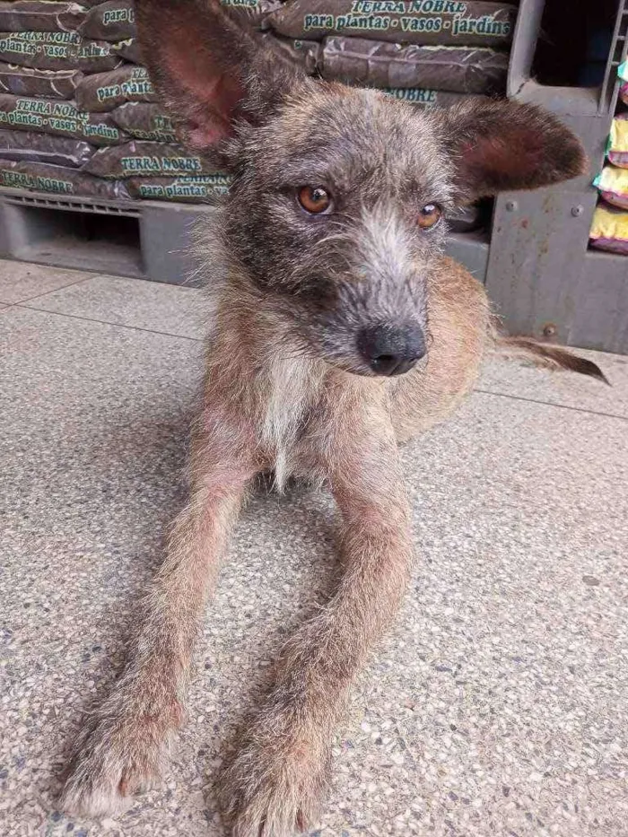 Cachorro ra a Nao sei idade 7 a 11 meses nome Pequenina