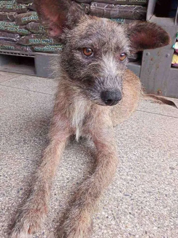 Cachorro ra a Nao sei idade 7 a 11 meses nome Pequenina