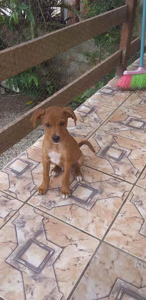 Cachorro ra a Pint misturado idade 2 a 6 meses nome Gordo