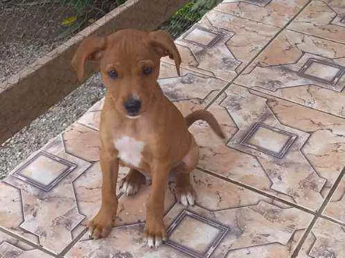 Cachorro ra a Pint misturado idade 2 a 6 meses nome Gordo