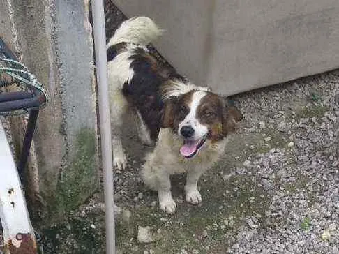 Cachorro ra a Sem definição porte pequeno idade 2 anos nome Zoi