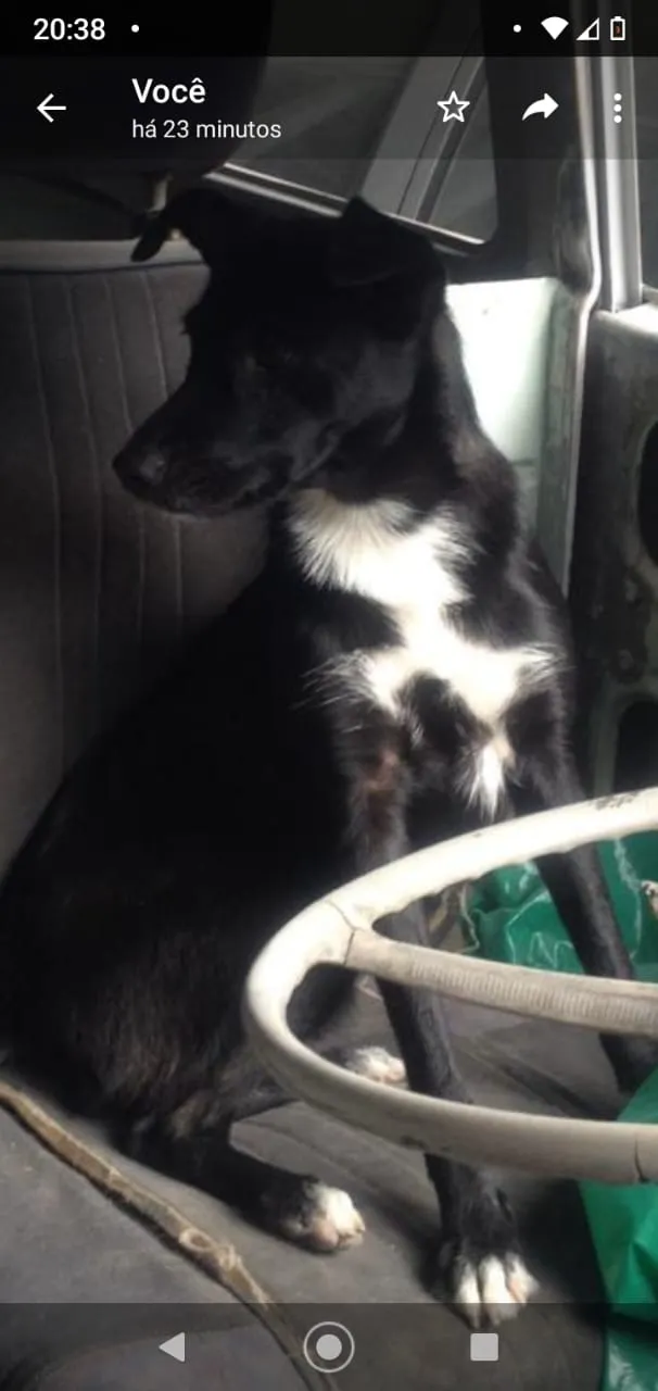 Cachorro ra a SRD idade 2 anos nome Pretinha